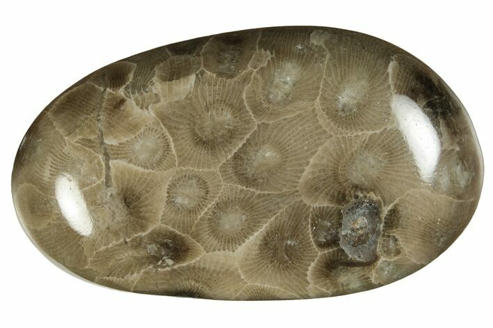 Polished Petoskey Stone (Fossil Coral) - Michigan #237303